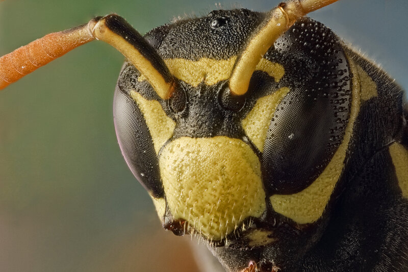 close-up of a wasp's head