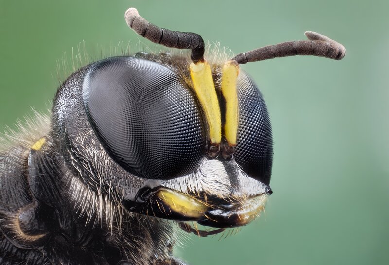 close-up of a wasp's head