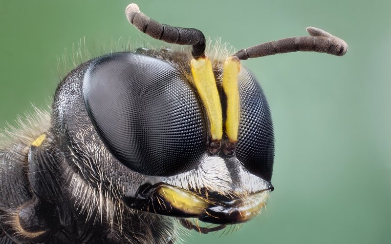 close-up of a wasp's head