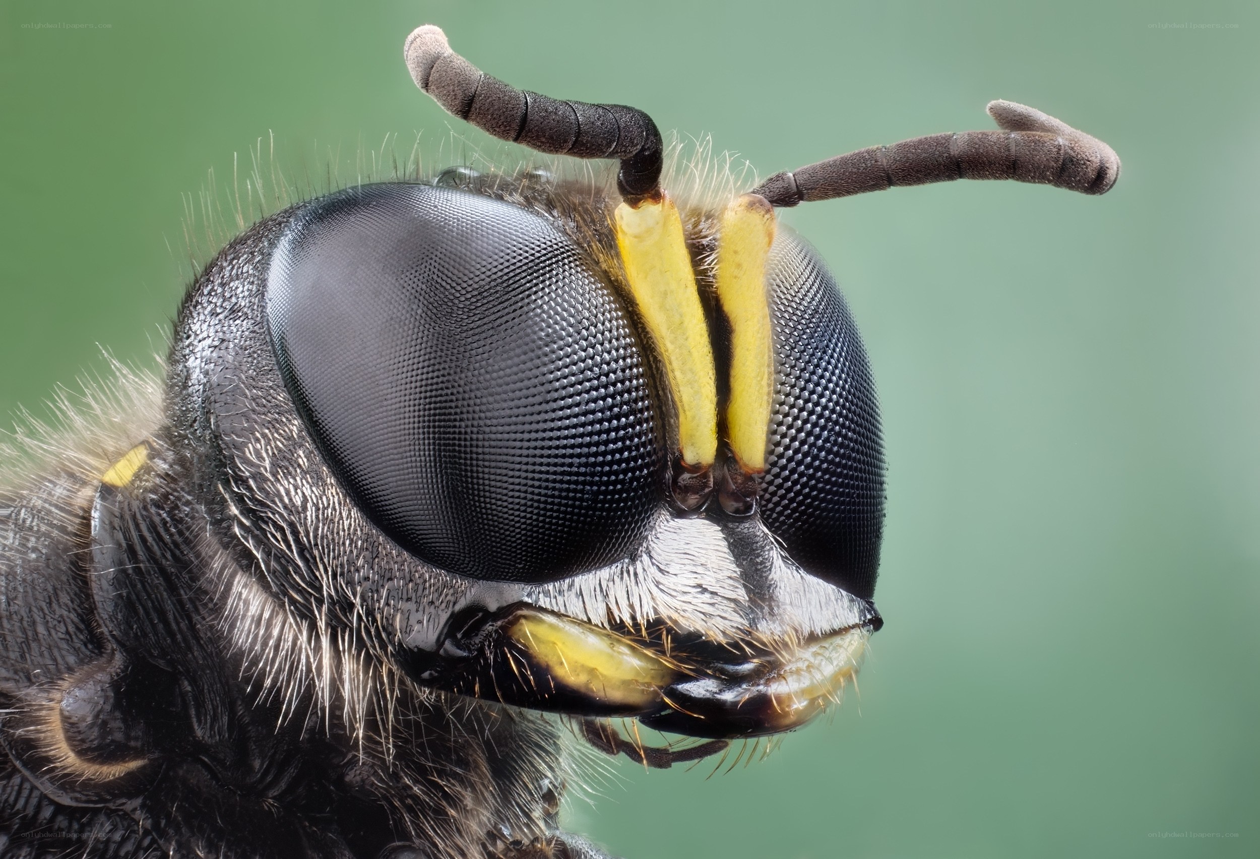 close-up of a wasp's head