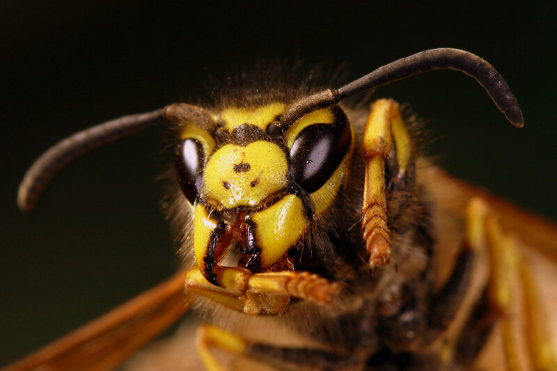 Close-up of a Wasp — Yellow, Dramatic