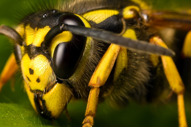 Close-up of a Wasp — Yellow, Natural, Photograph