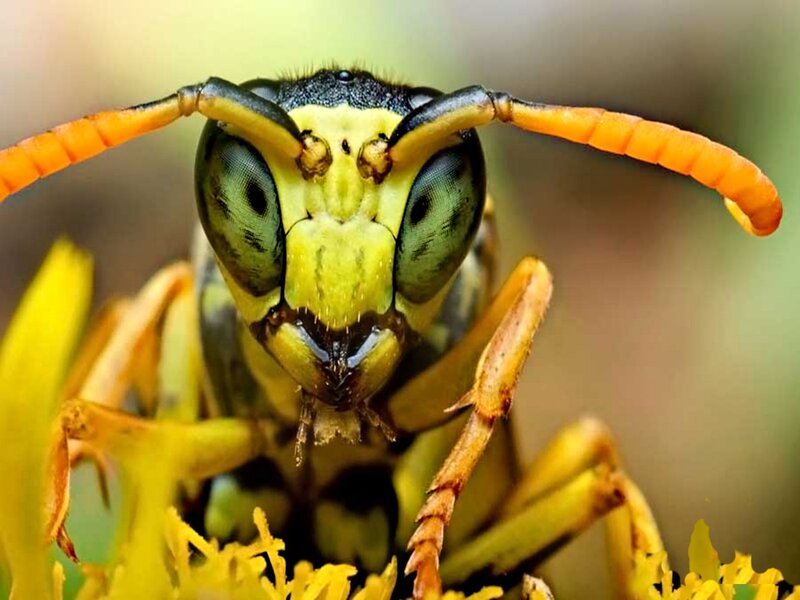 Close-up of a Wasp — Yellow, Natural