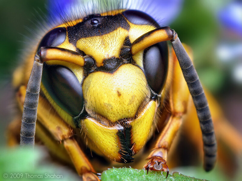 Close-up of a Wasp — Yellow