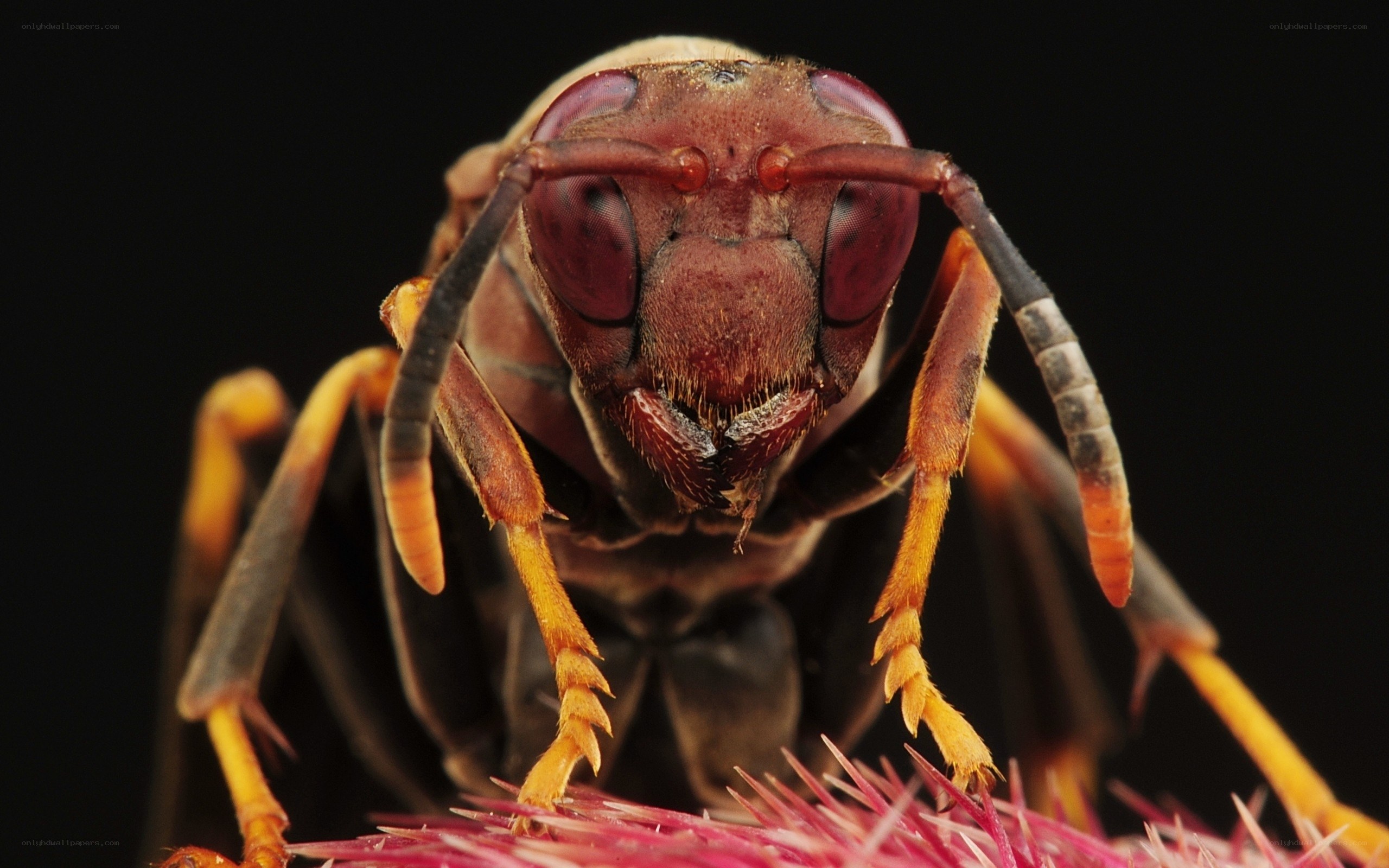 close-up of a wasp