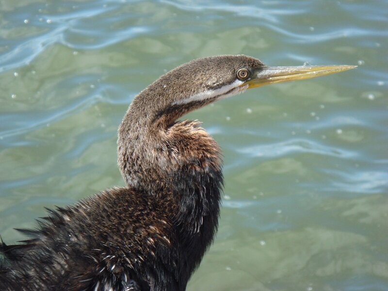 close-up of a water bird