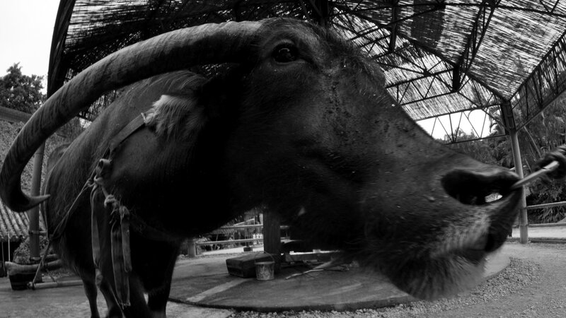Close-up of a water buffalo
