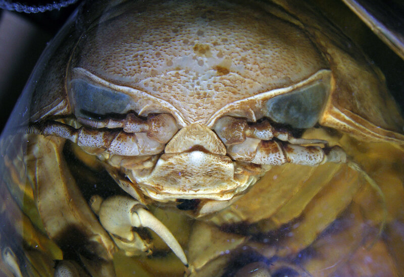 Close-up of a water bug