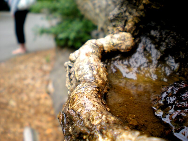 close-up of a water feature