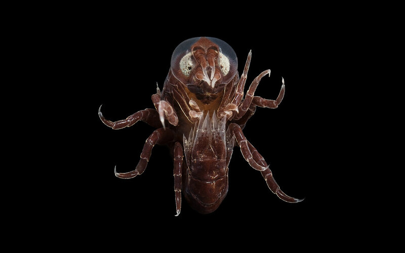 Close-up of a water flea