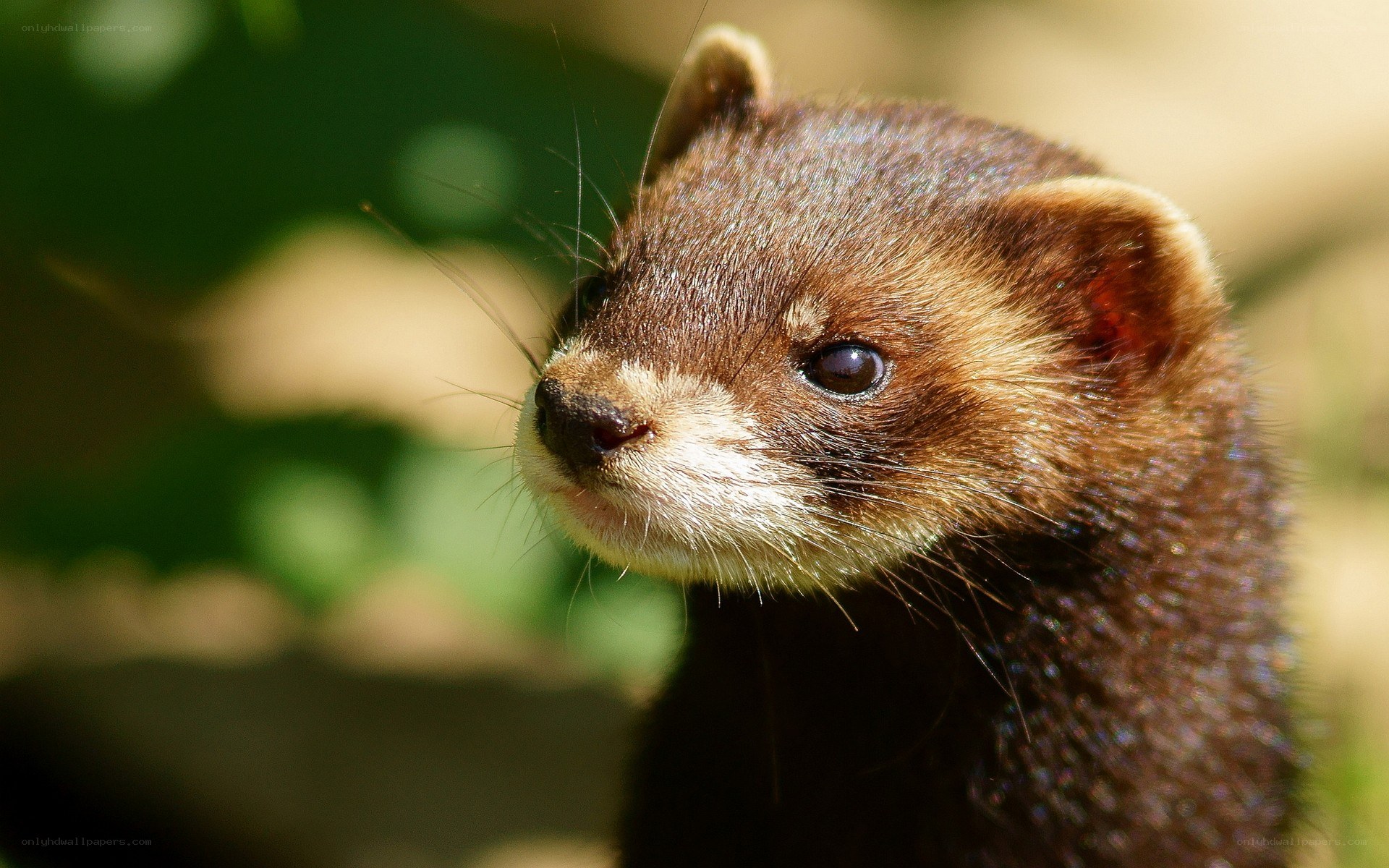 close-up of a weasel
