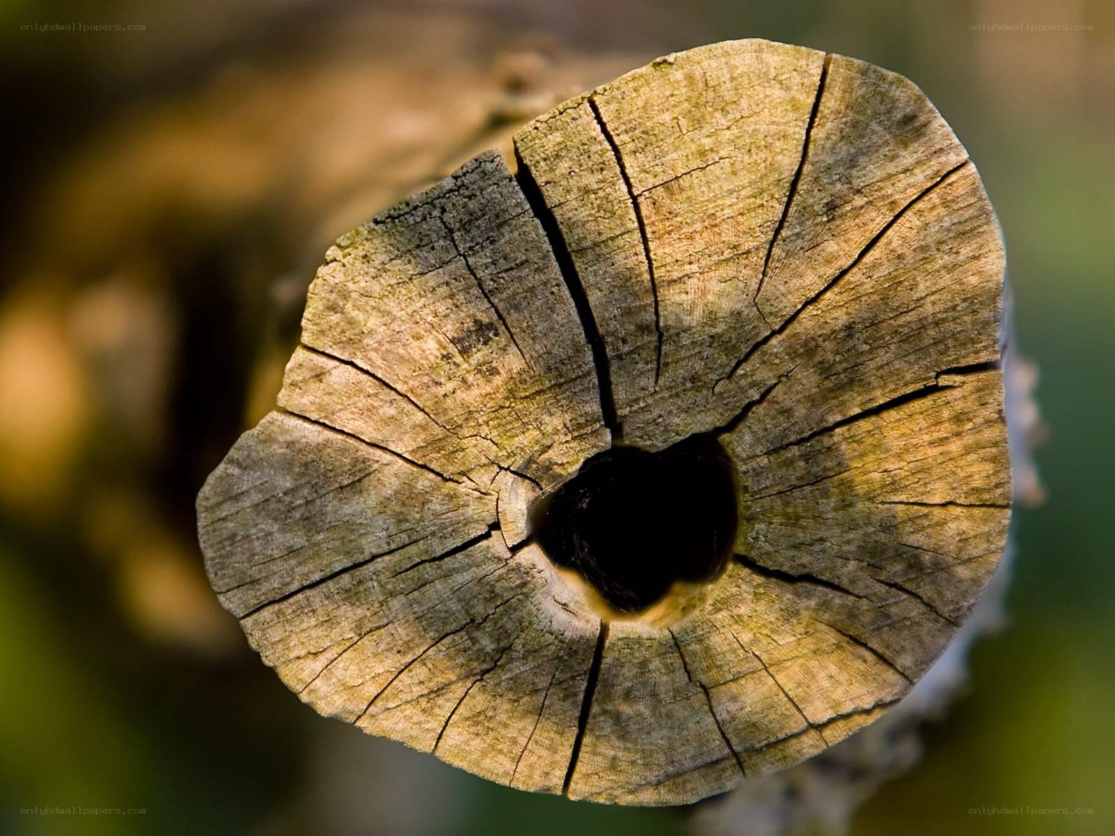 Close-up of a weathered log