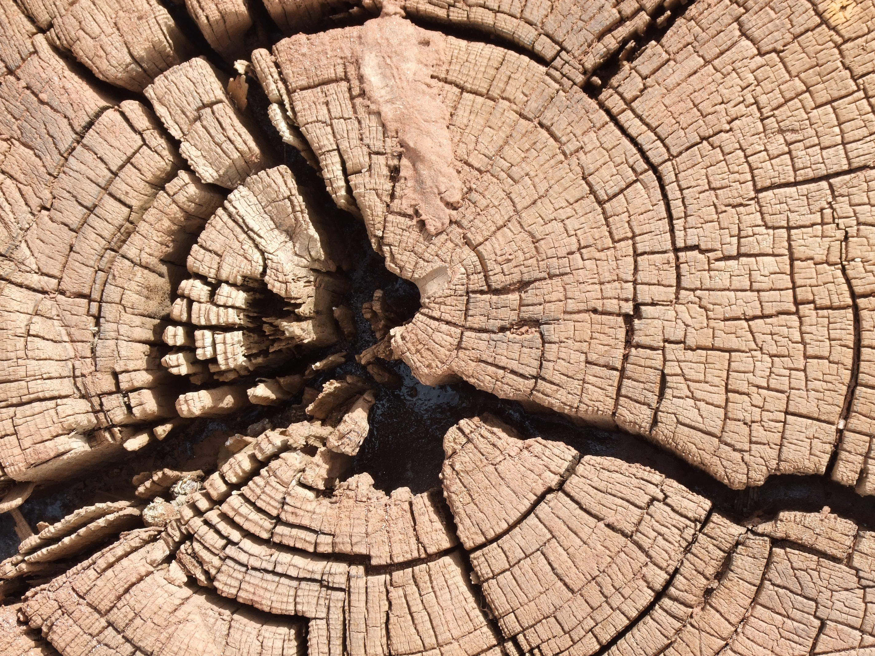 Close-up of a weathered tree stump