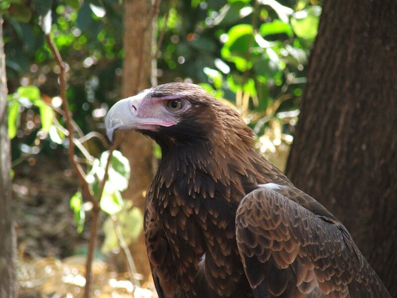 close-up of a wedge-tailed eagle