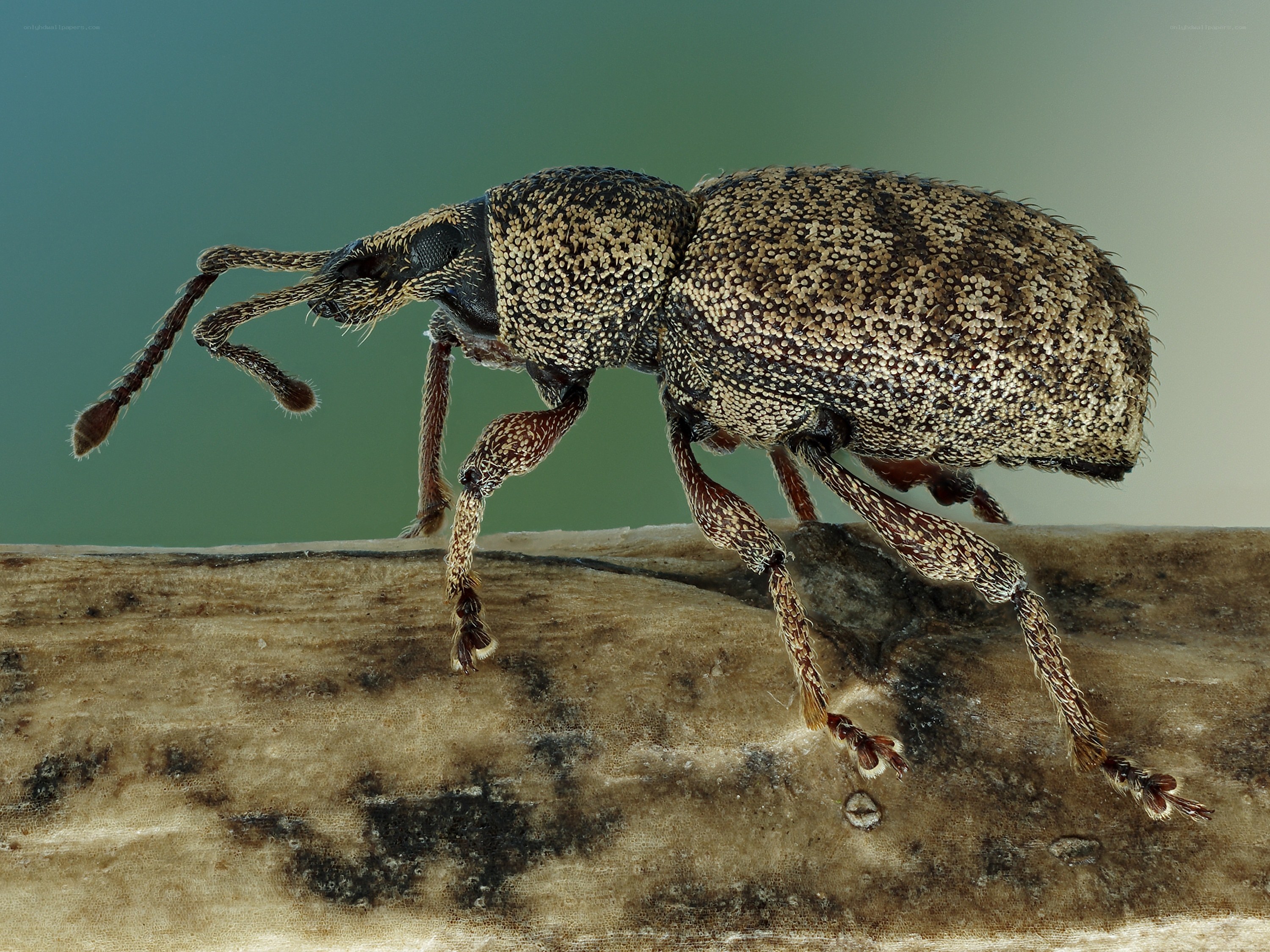 close-up of a weevil