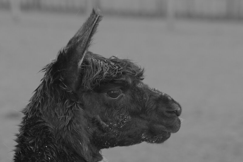 close-up of a wet alpaca