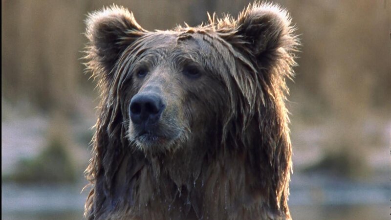 close-up of a wet brown bear