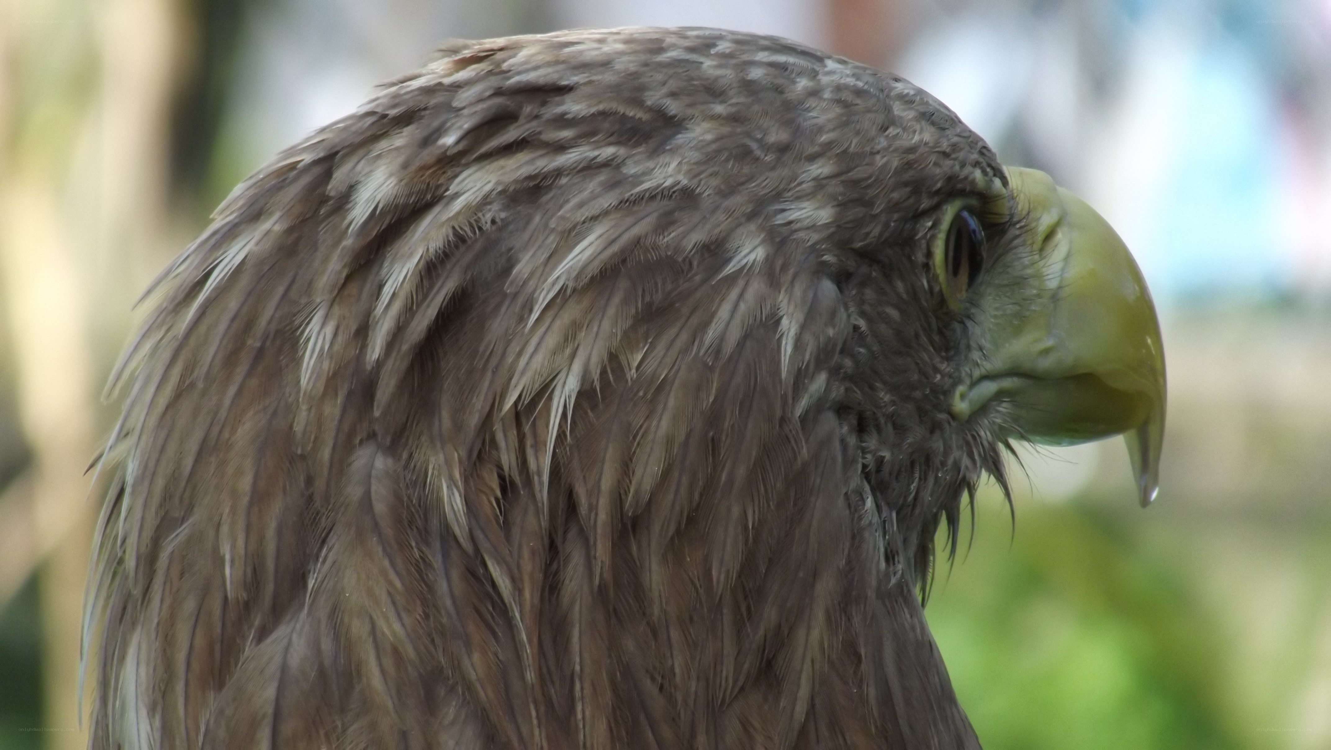 close-up of a wet eagle