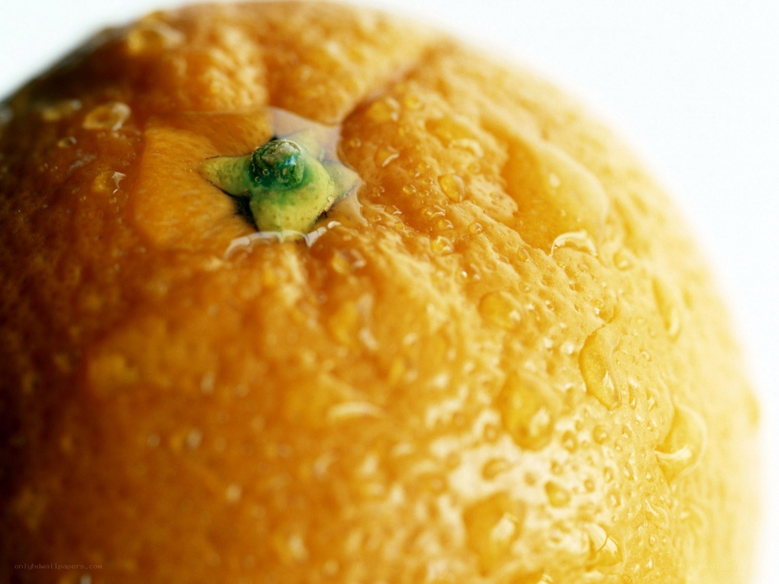 close-up of a wet orange