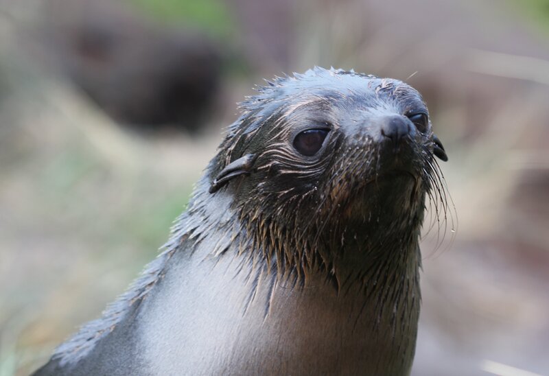 close-up of a wet seal