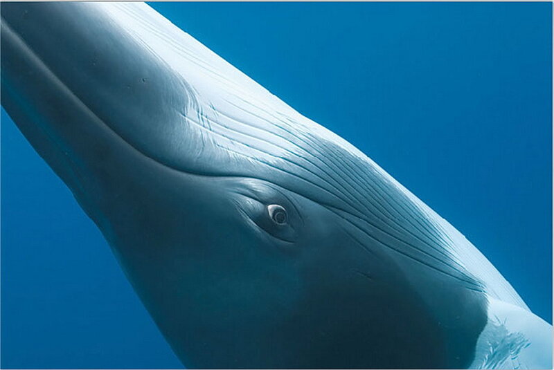 Close-up of a whale's head