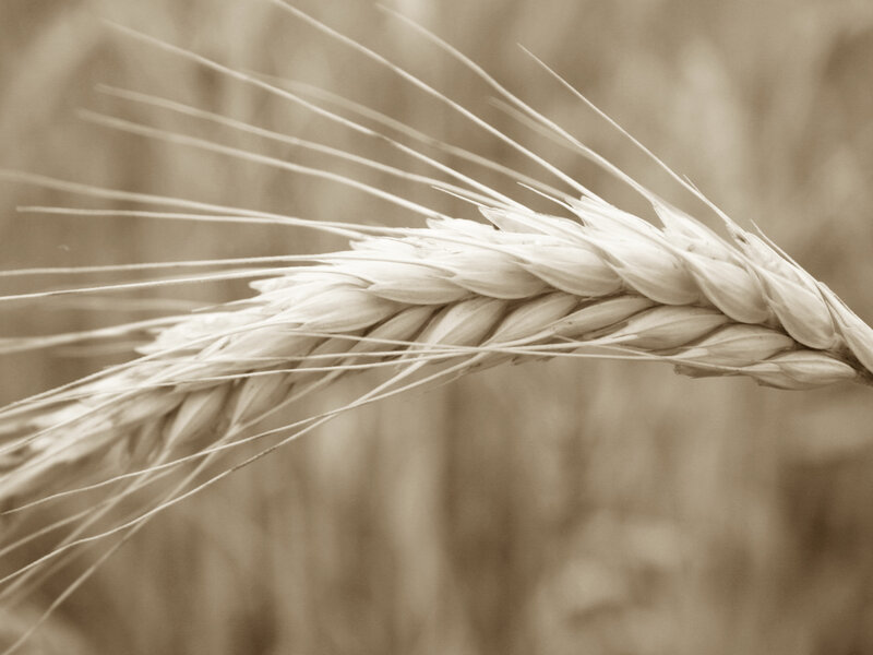Close-up of a wheat ear