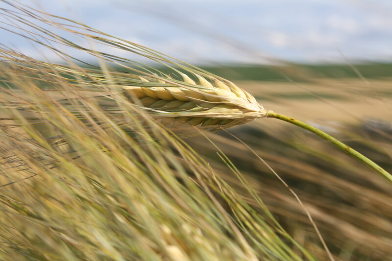 Close-up of a wheat ear