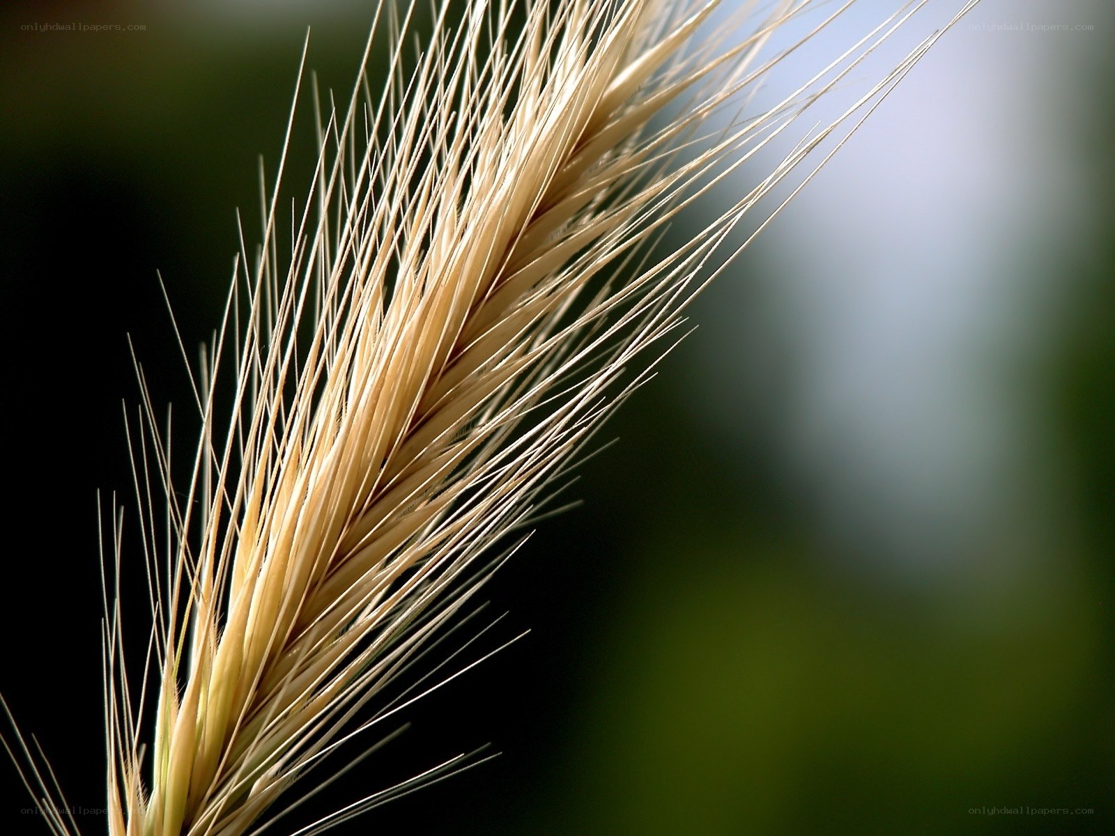 Close-up of a wheat ear