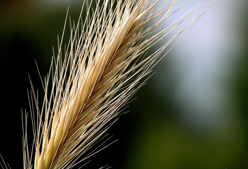 close-up of a wheat stalk
