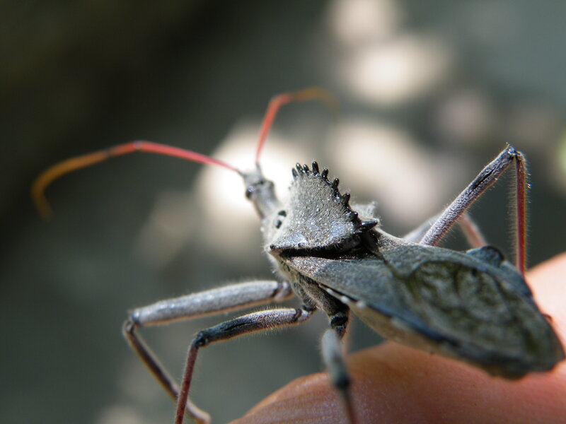close-up of a wheel bug