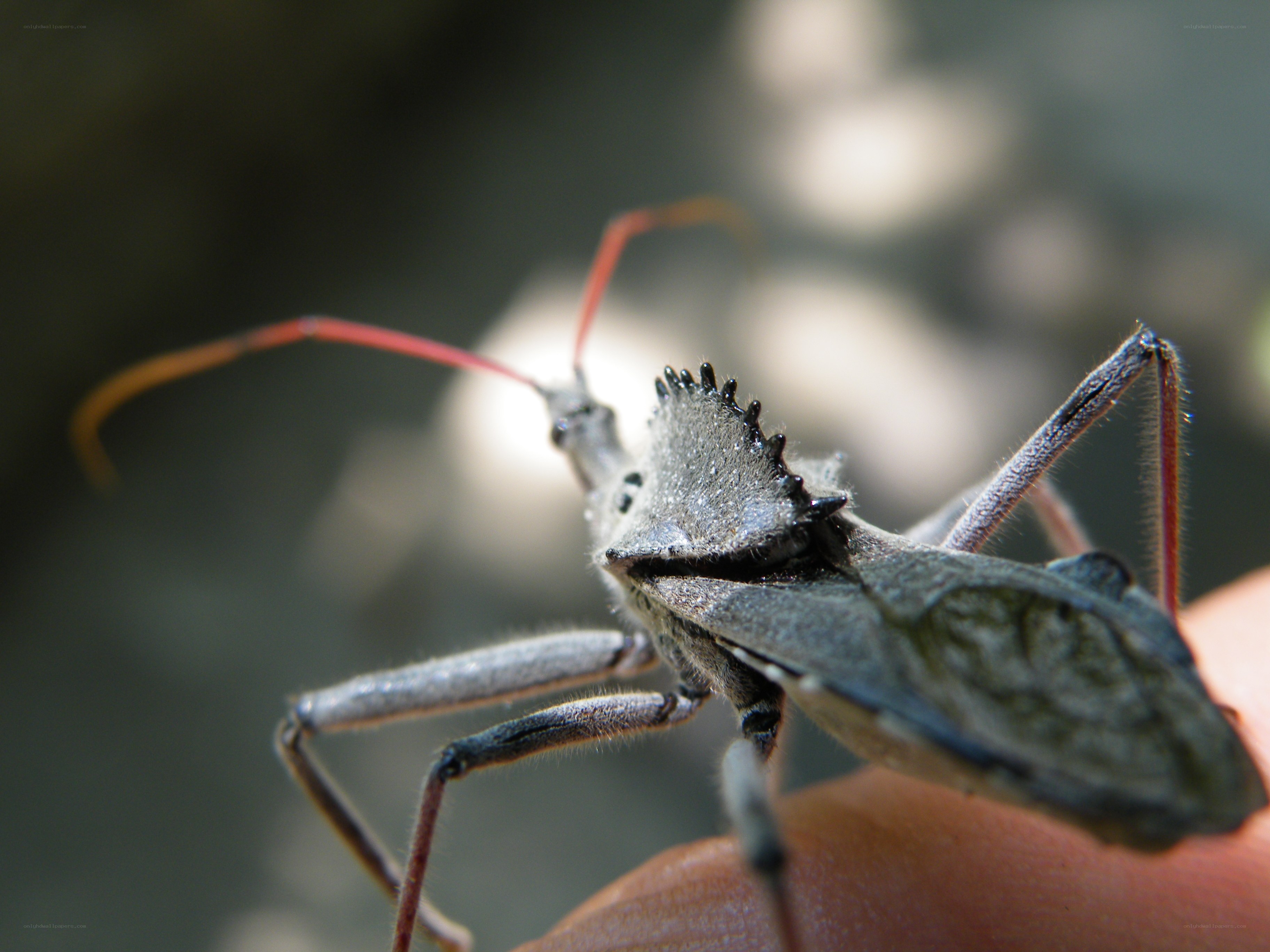 close-up of a wheel bug