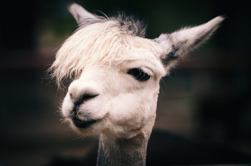 close-up of a white alpaca