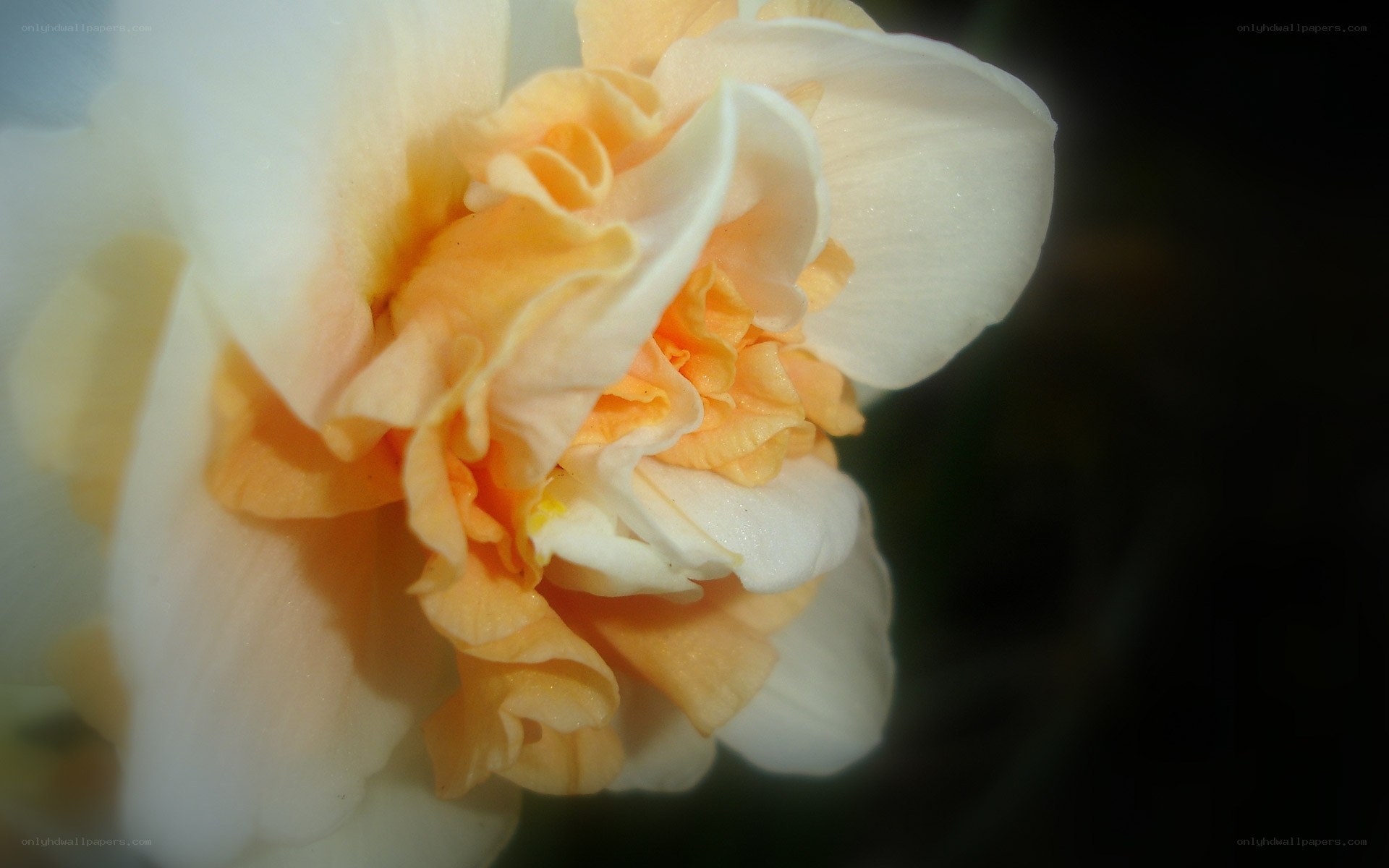 Close-up of a white and orange flower
