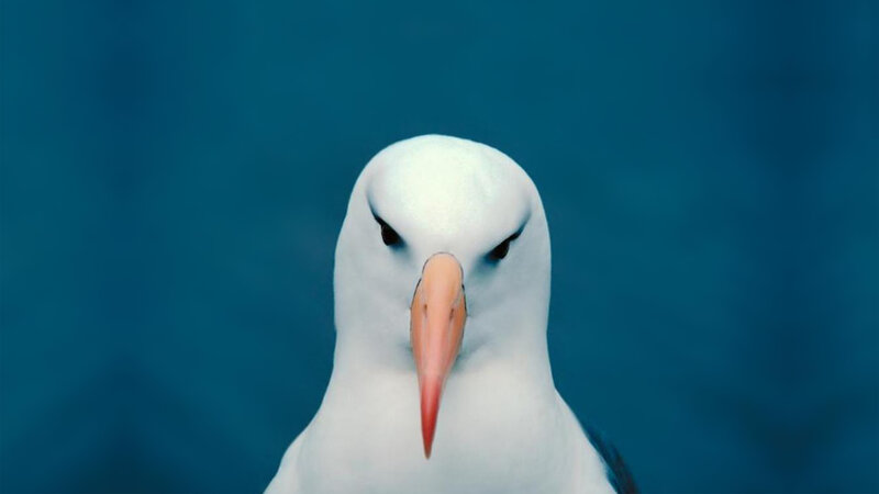 close-up of a white bird