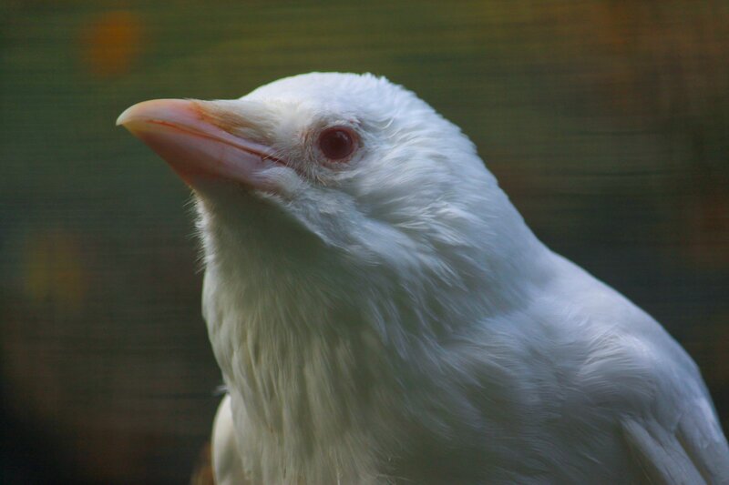 close-up of a white bird