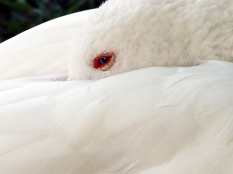 Close-up of a white bird's eye