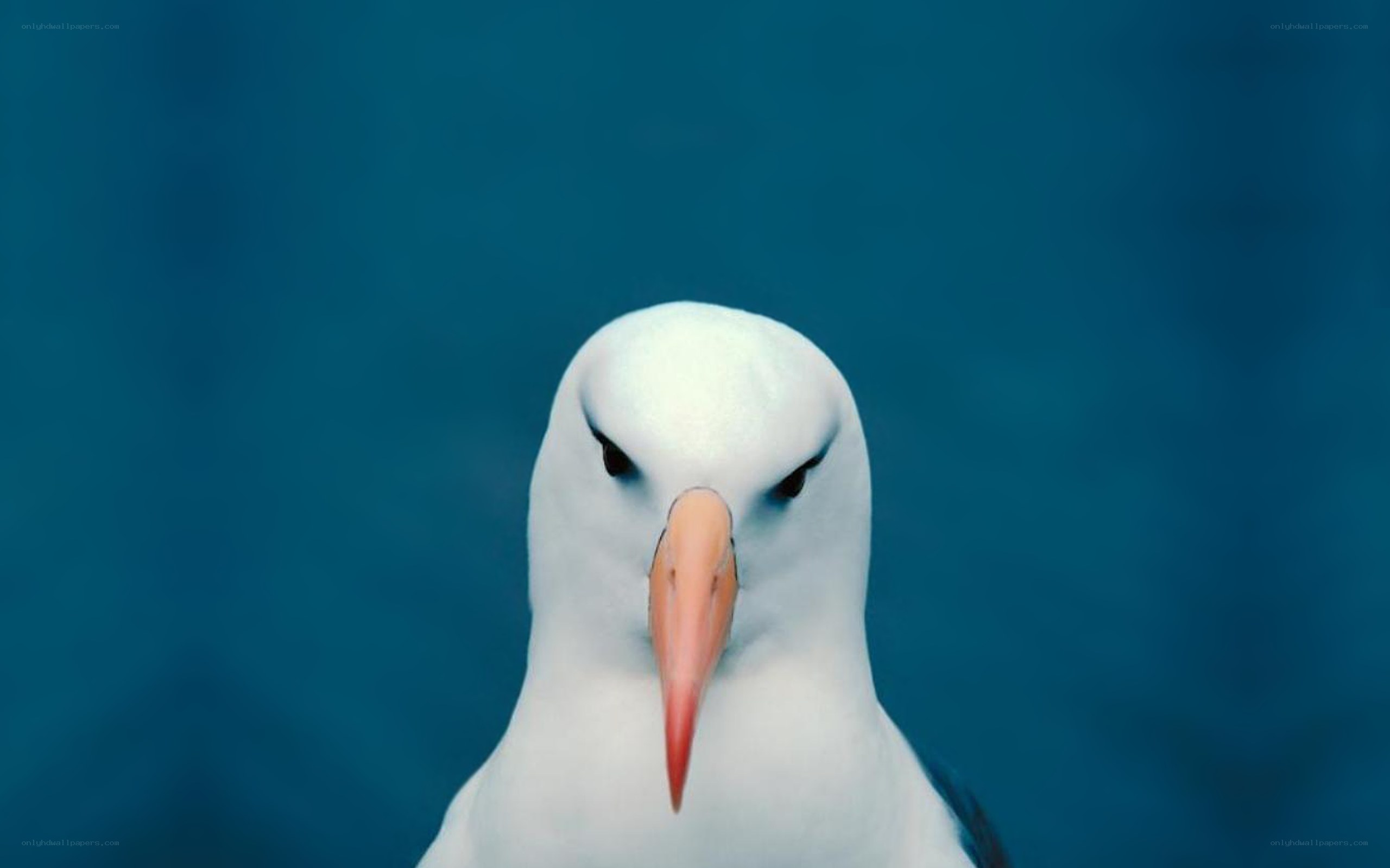 close-up of a white bird