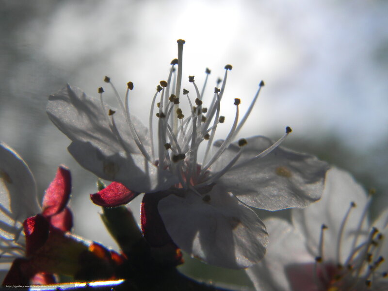 Close-up of a white blossom