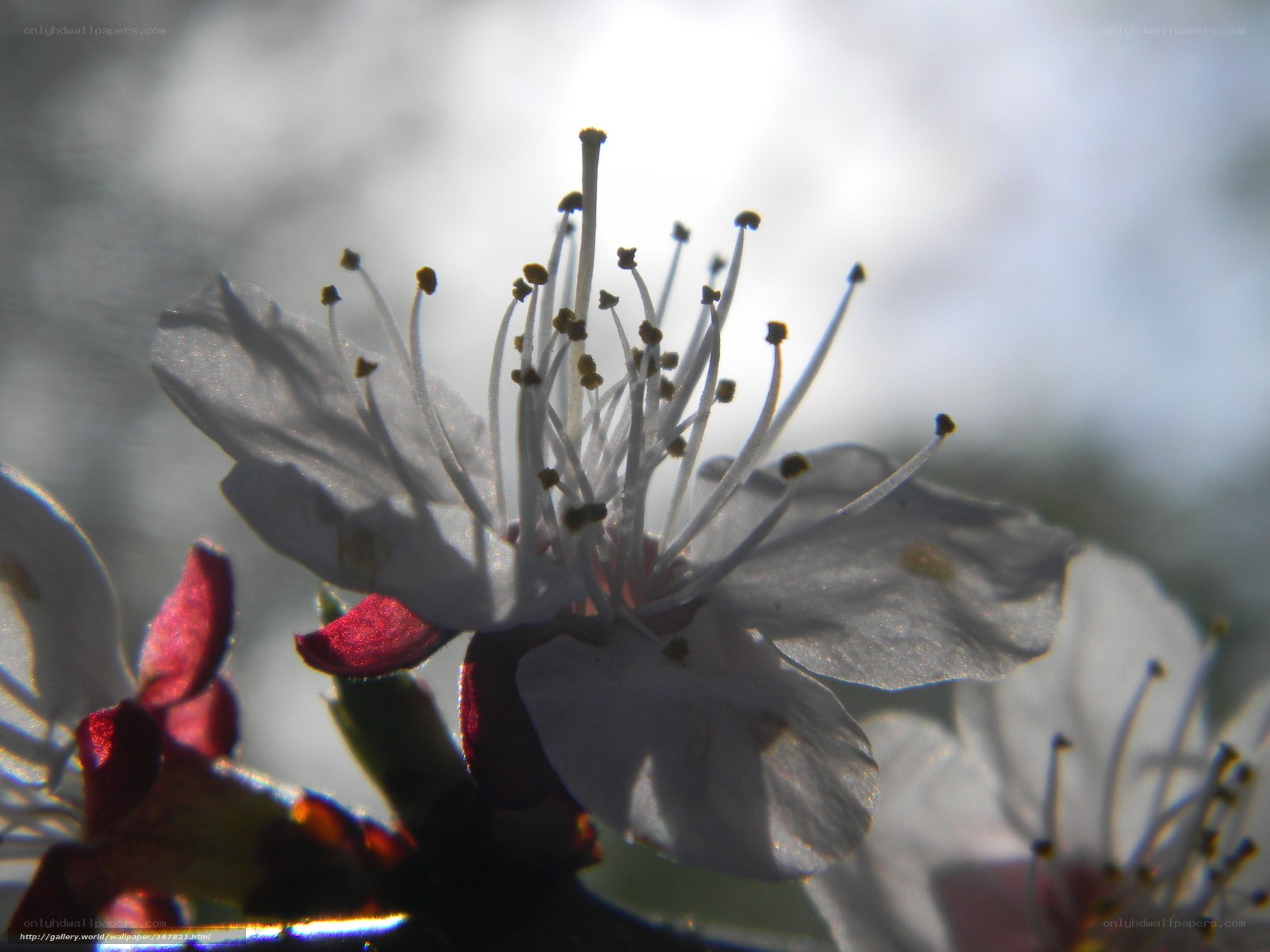 Close-up of a white blossom