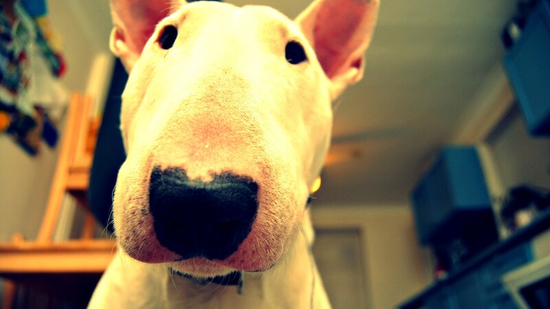 close-up of a white bull terrier
