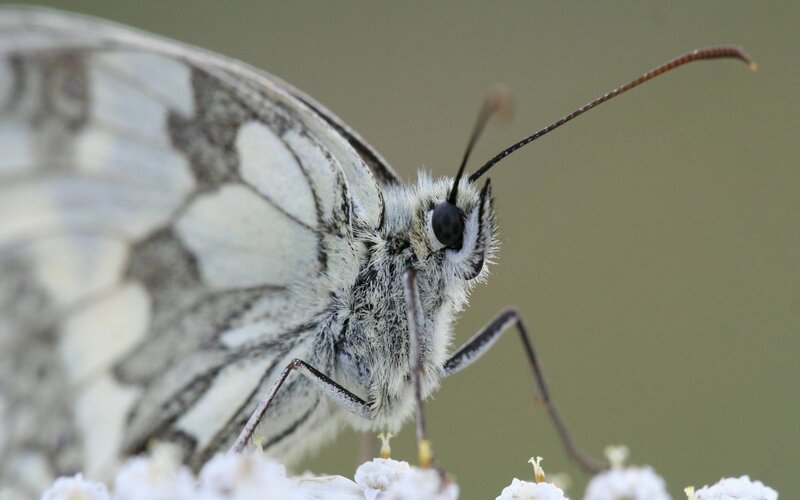 close-up of a white butterfly