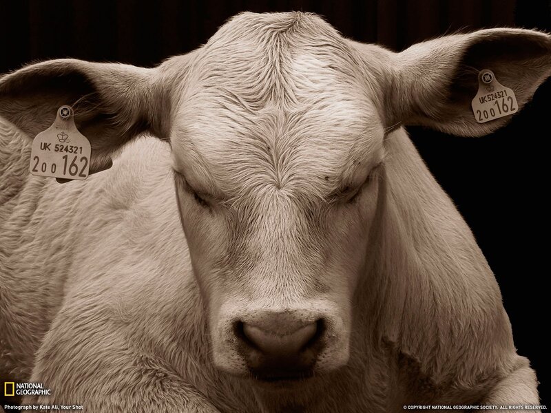 Close-up of a white calf