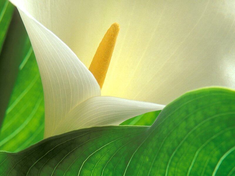 Close-up of a white calla lily