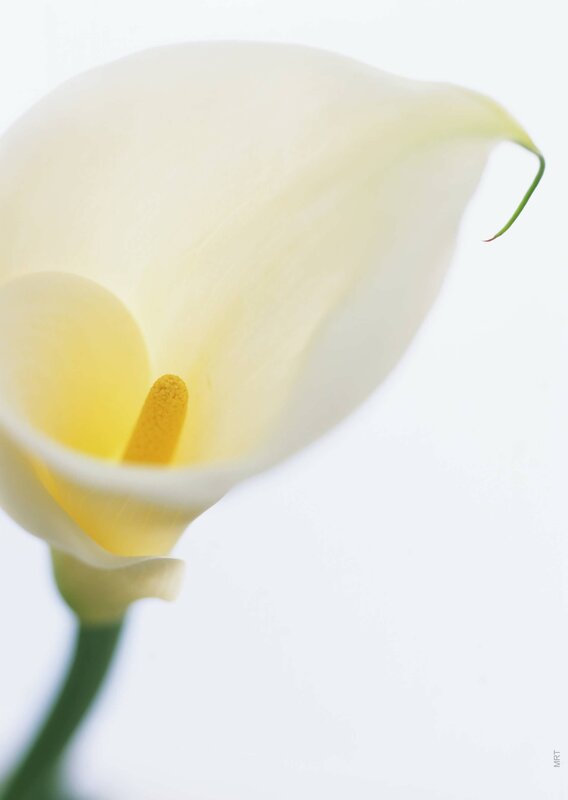 Close-up of a white calla lily