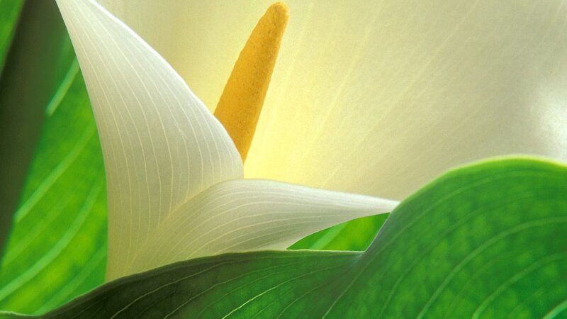 Close-up of a white calla lily