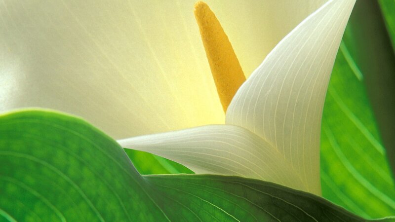 Close-up of a white calla lily