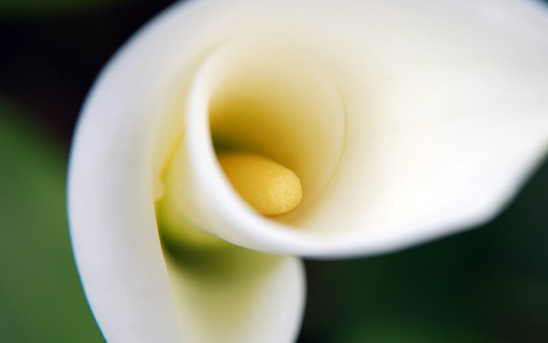 Close-up of a white calla lily