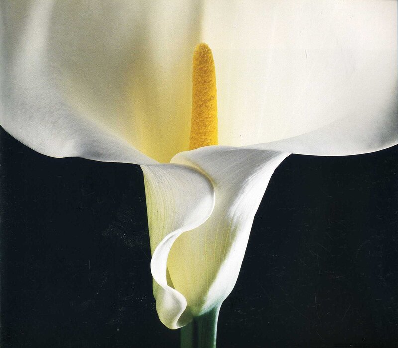 Close-up of a white calla lily