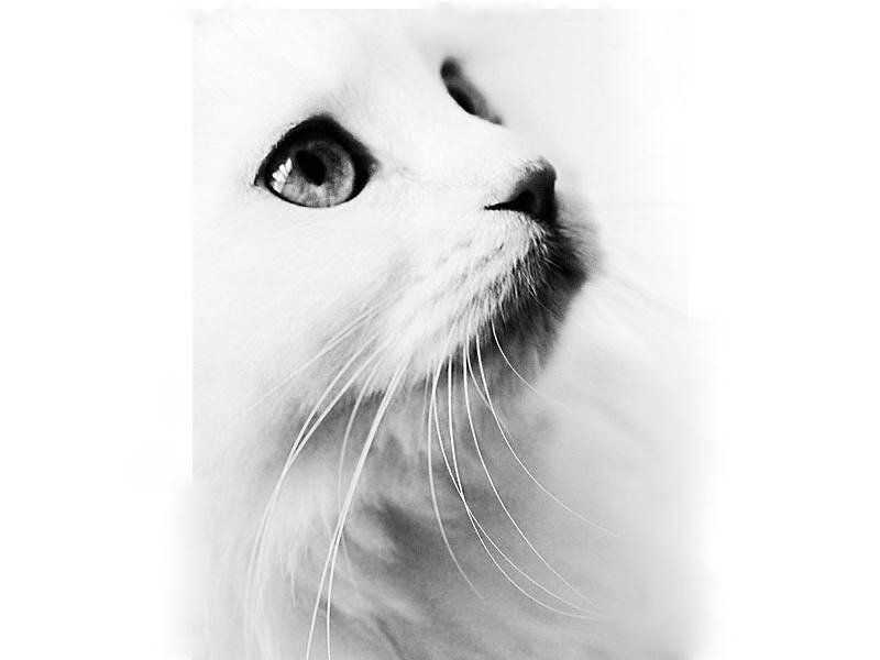 close-up of a white cat