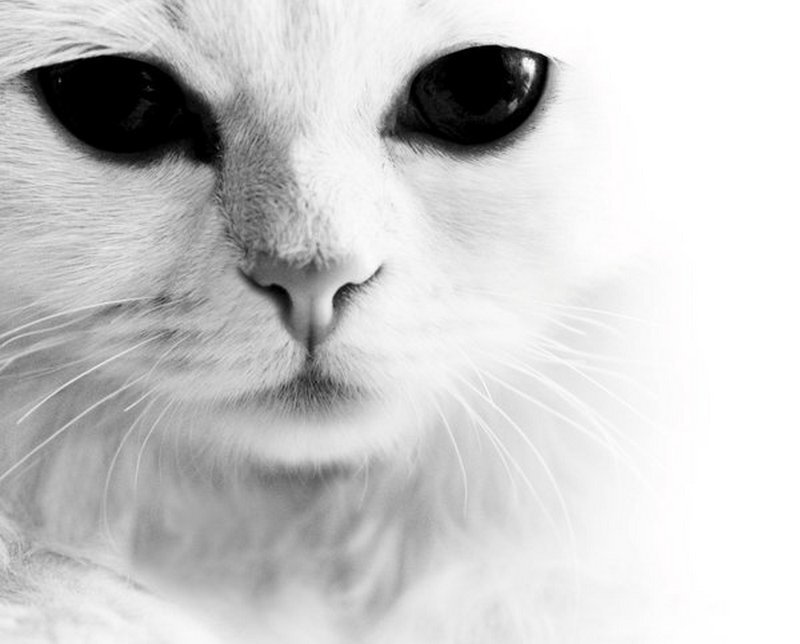 close-up of a white cat